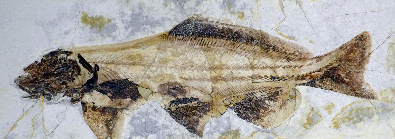 Steur fossiele voetafdruk, Onder-Krijt (object) door Prehistoric Prehistoric