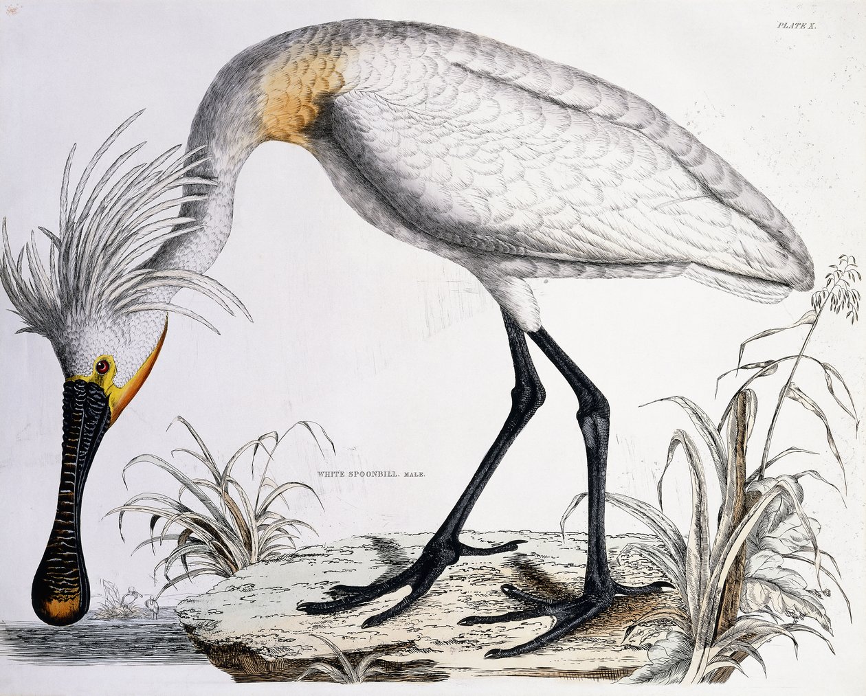 Witte lepelaar, 1834 door Prideaux John Selby
