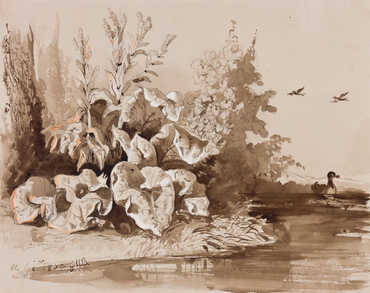Studie van planten bij een stroom met eenden, met toevoegingen door een instructeur, 1856 door Prince Gaetano Maria Federico di Borbone
