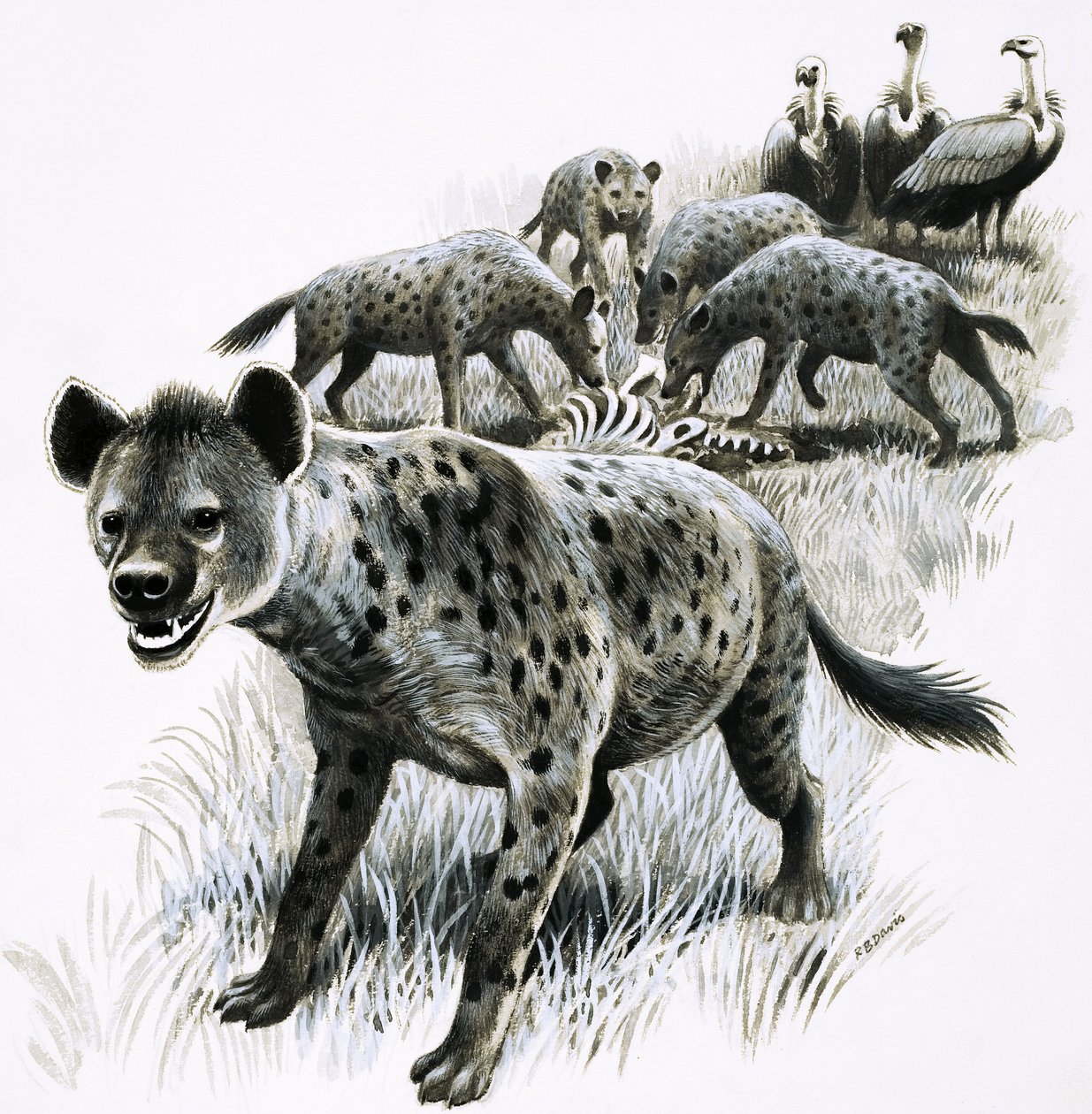 Hyena