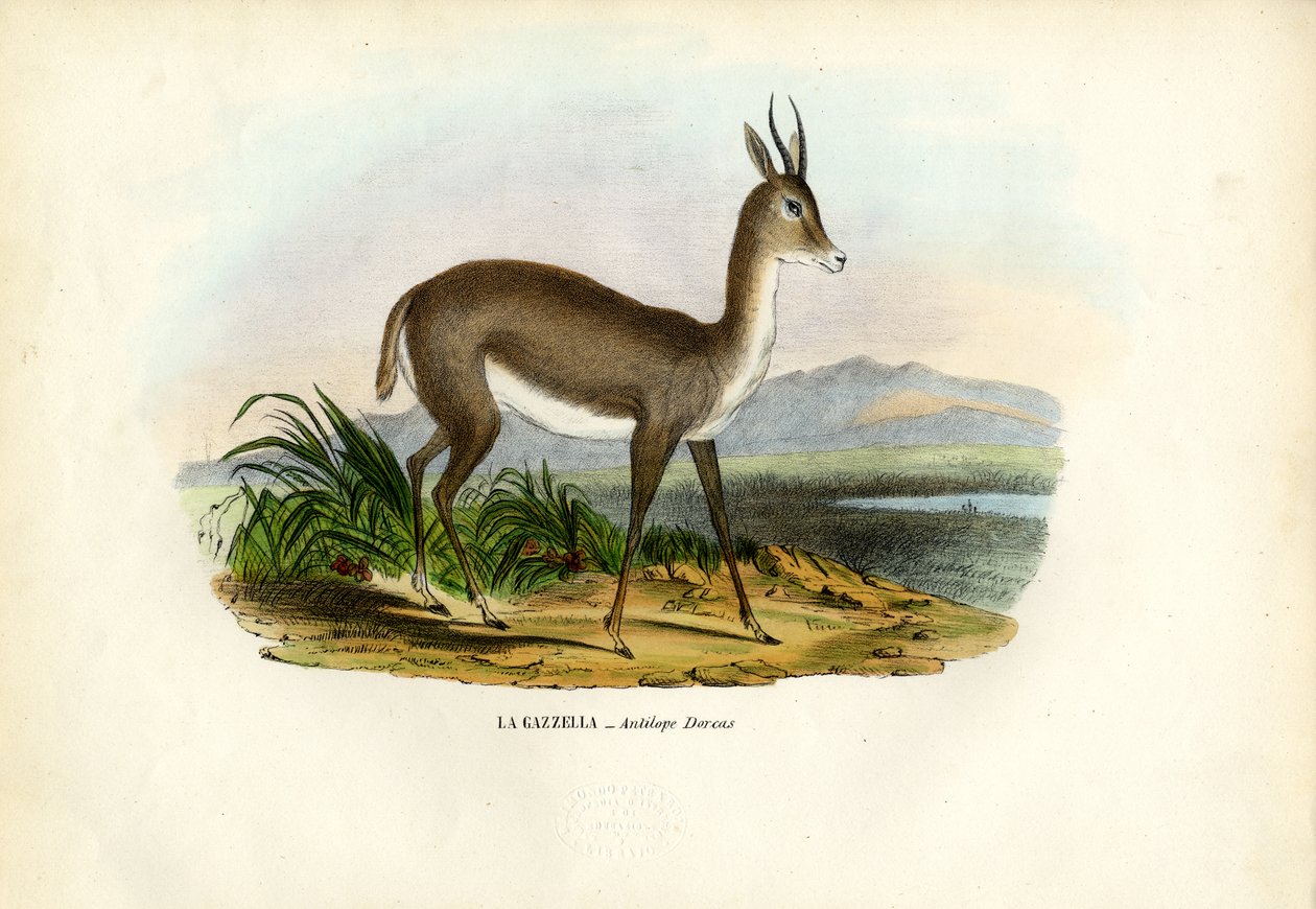 Arabische Gazelle, 1863-79 door Raimundo Petraroja