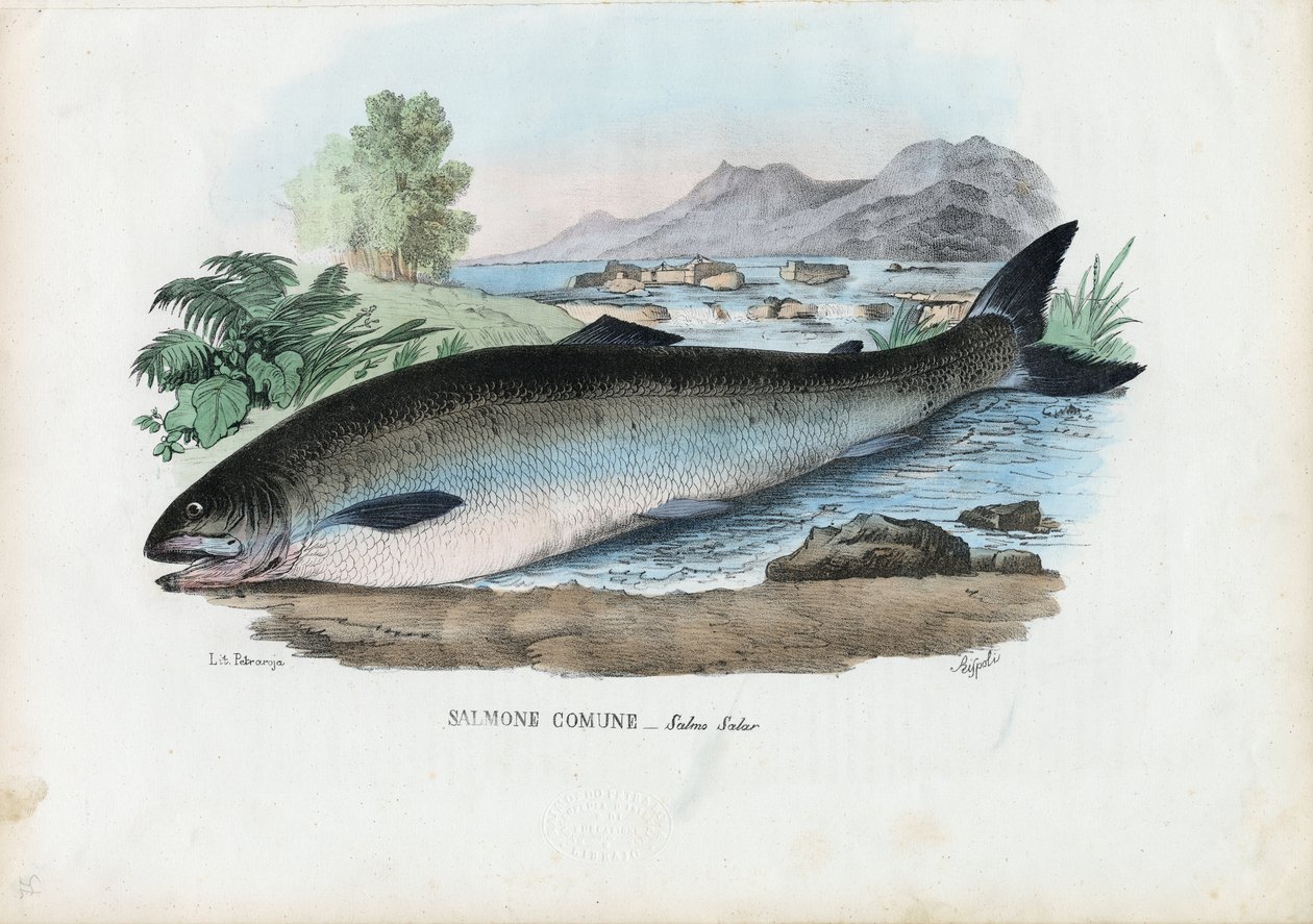 Atlantische Zalm, 1863-79 door Raimundo Petraroja