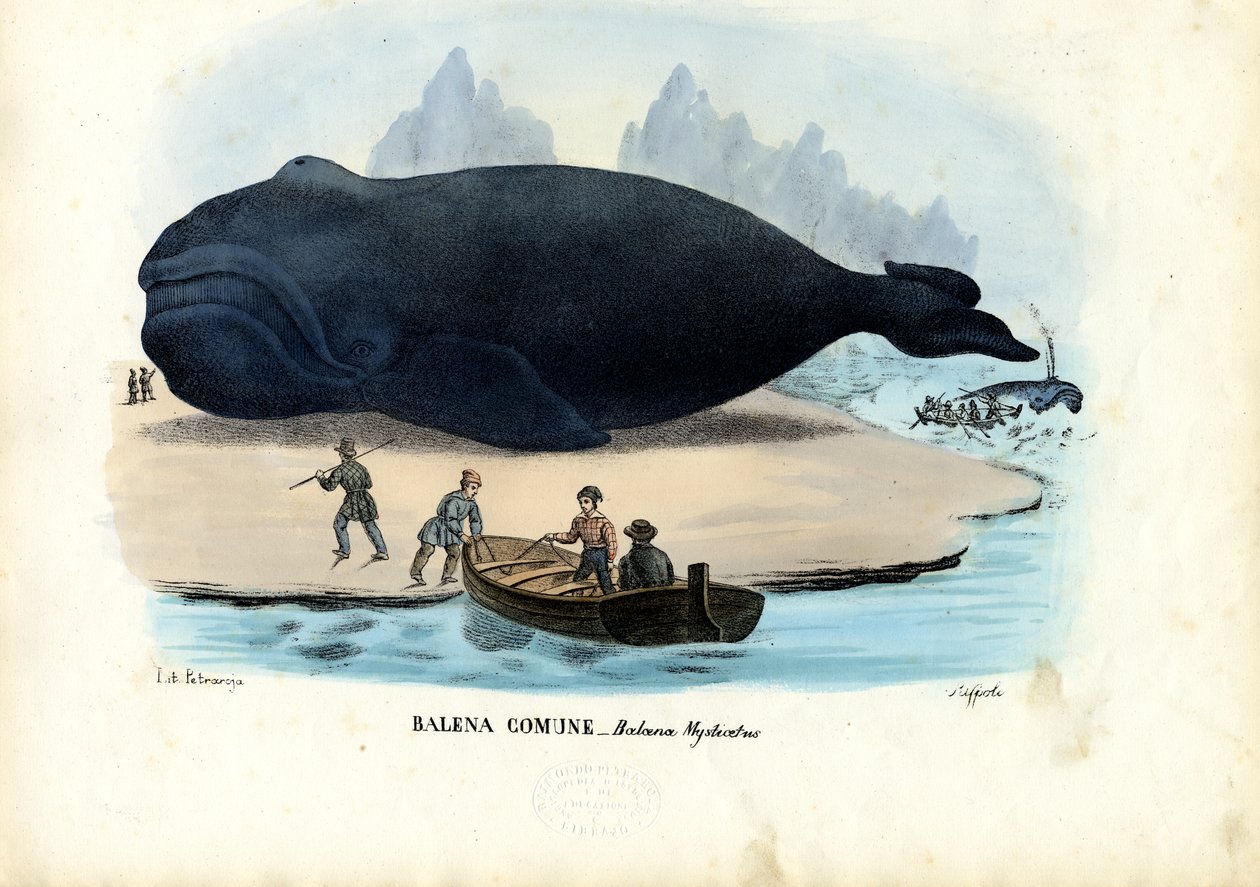 Groenlandse walvis, 1863-79 door Raimundo Petraroja