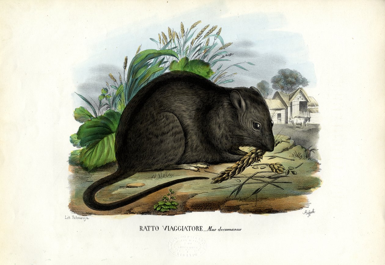 Bruine Rat, 1863-79 door Raimundo Petraroja