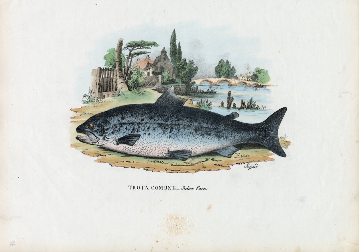 Bruine Forel, 1863-79 door Raimundo Petraroja