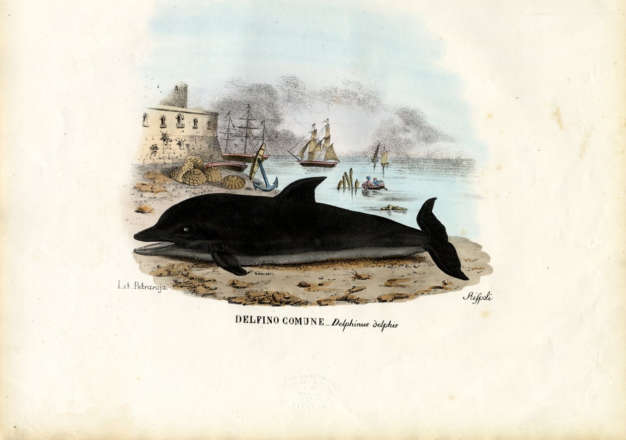 Gewone Dolfijn, 1863-79 door Raimundo Petraroja