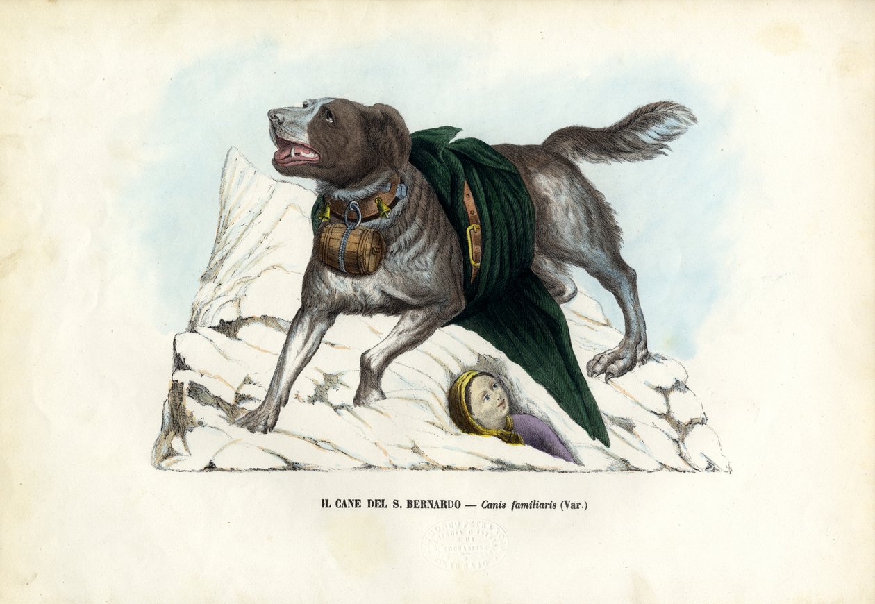 Honden, 1863-79 door Raimundo Petraroja