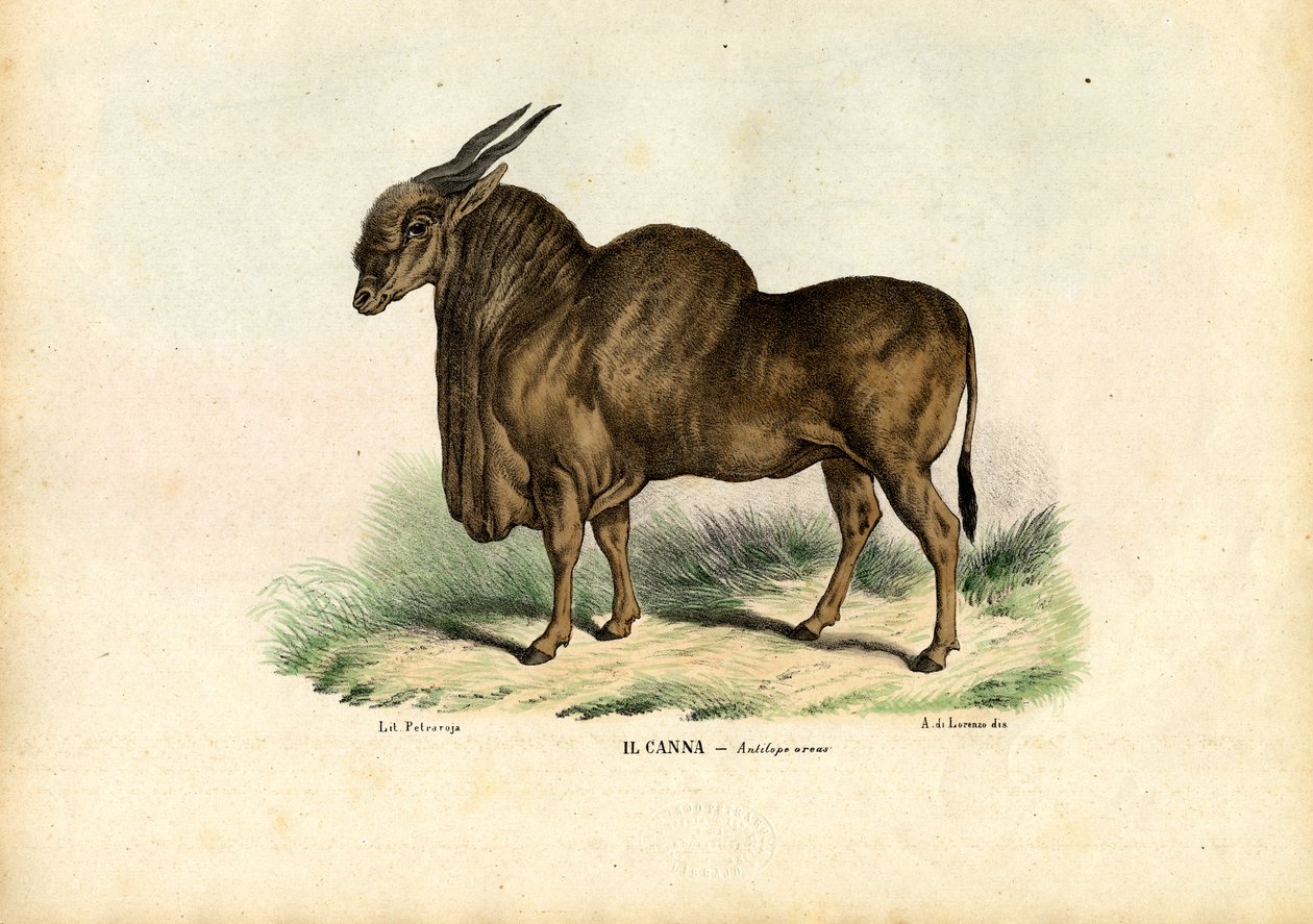 Eland, 1863-79 door Raimundo Petraroja