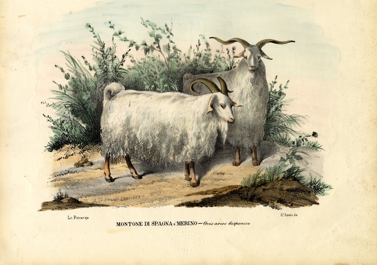 Merinoschapen, 1863-79 door Raimundo Petraroja