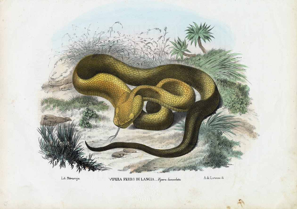 Groefkopadder, 1863-79 door Raimundo Petraroja