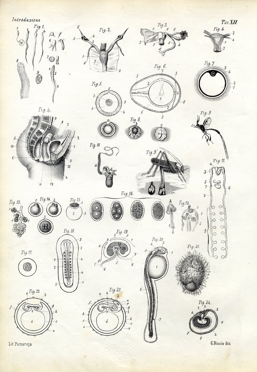 Voortplantingsorgaan, 1863-79 door Raimundo Petraroja