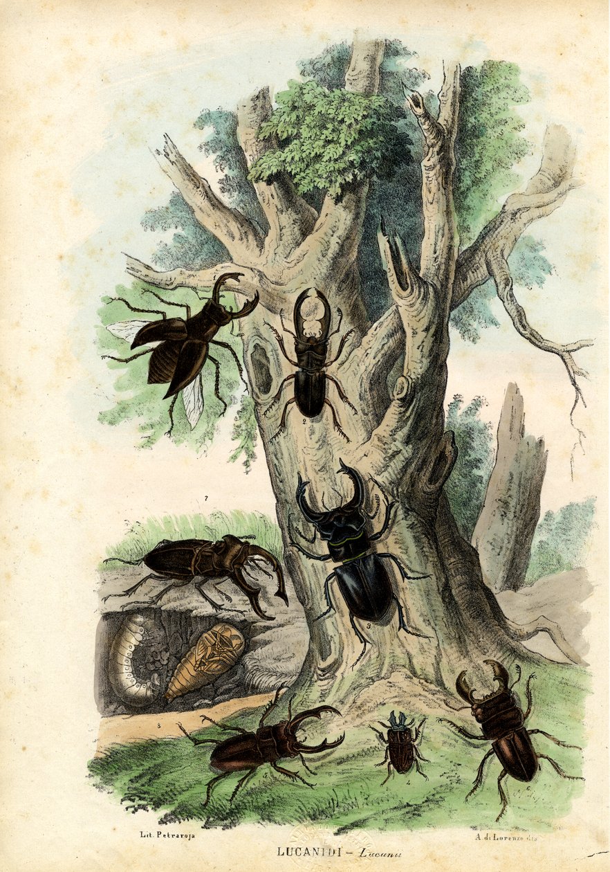 Scarabeeën, 1863-79 door Raimundo Petraroja