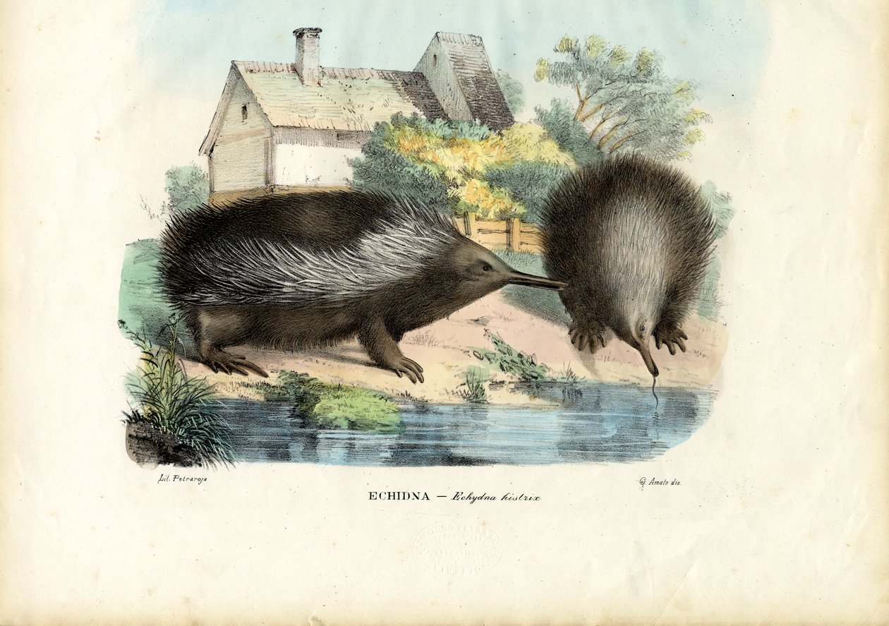 Kortsnuitige mierenegel, 1863-79 door Raimundo Petraroja