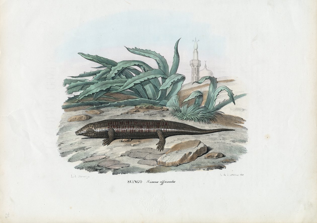 Skink, 1863-79 door Raimundo Petraroja