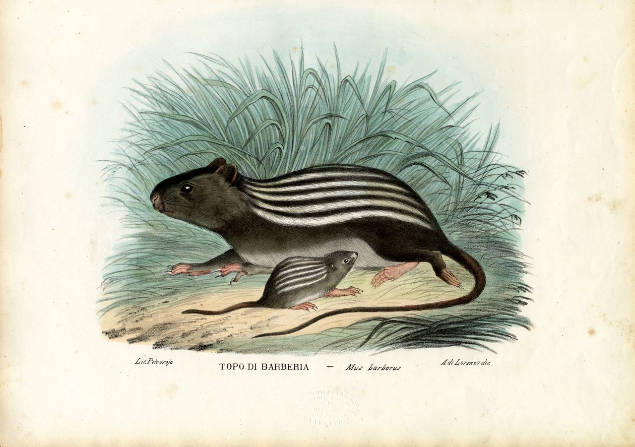 Gestreepte Muis, 1863-79 door Raimundo Petraroja