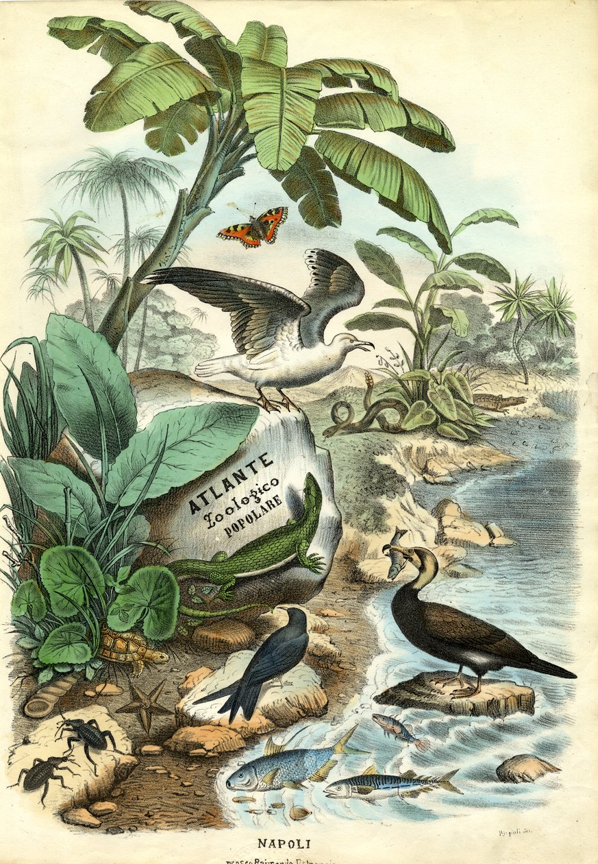 Titelpagina, 1863-79 door Raimundo Petraroja