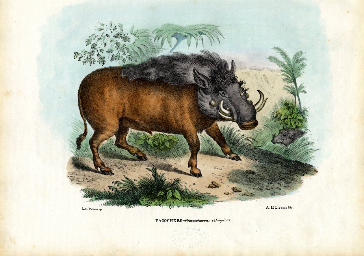 Wrattenzwijn, 1863-79 door Raimundo Petraroja