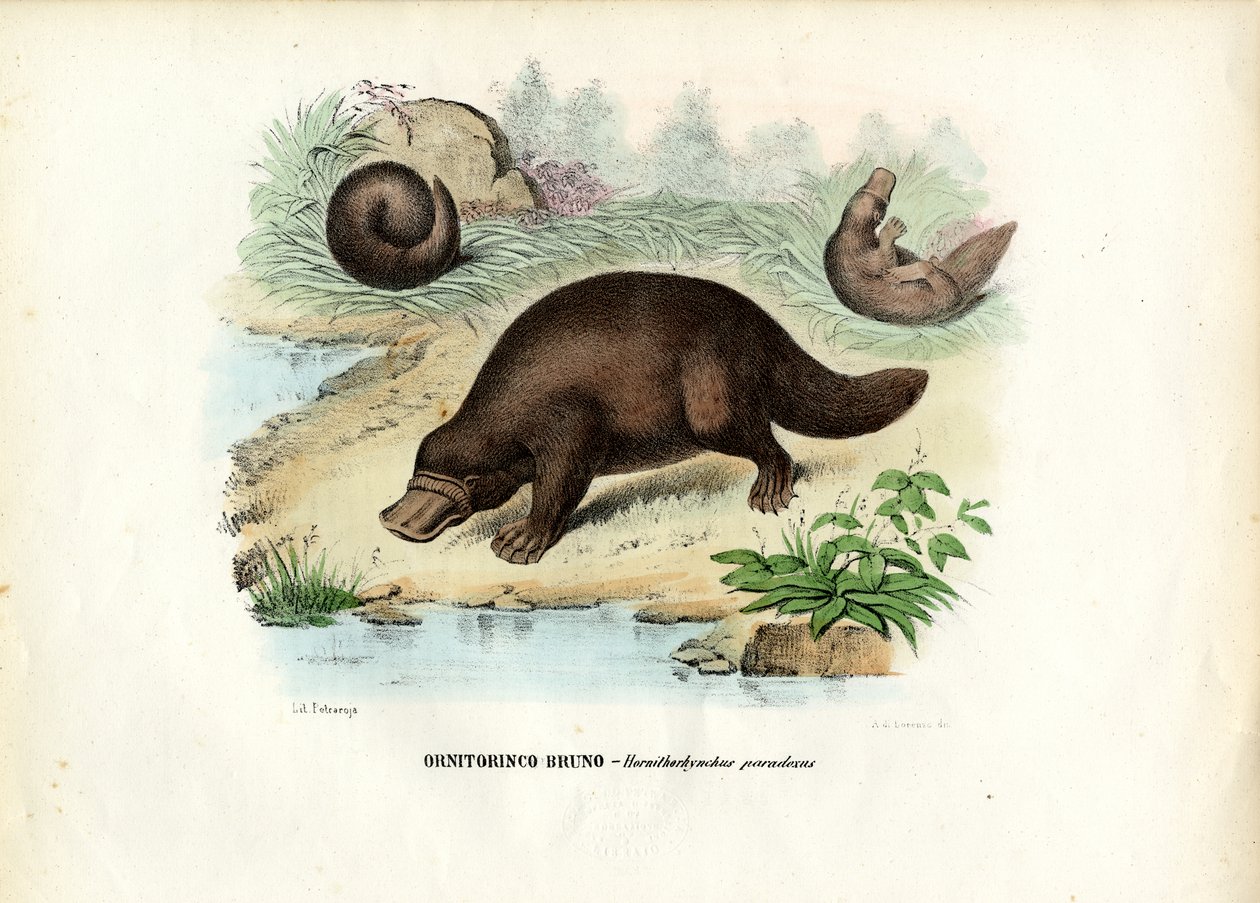 Vogelbekdier, 1863-79 door Raimundo Petraroja
