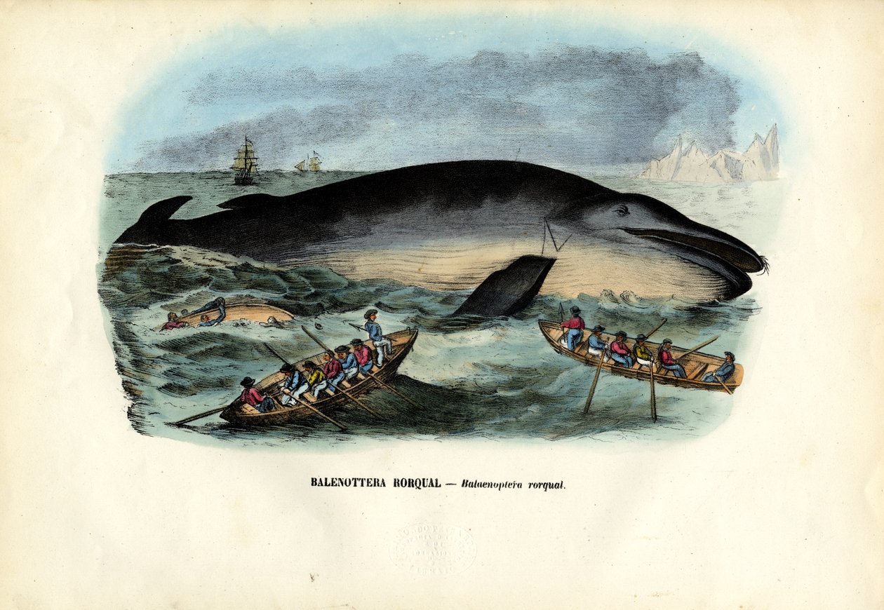 Bultrugwalvis, 1863-79 door Raimundo Petraroja