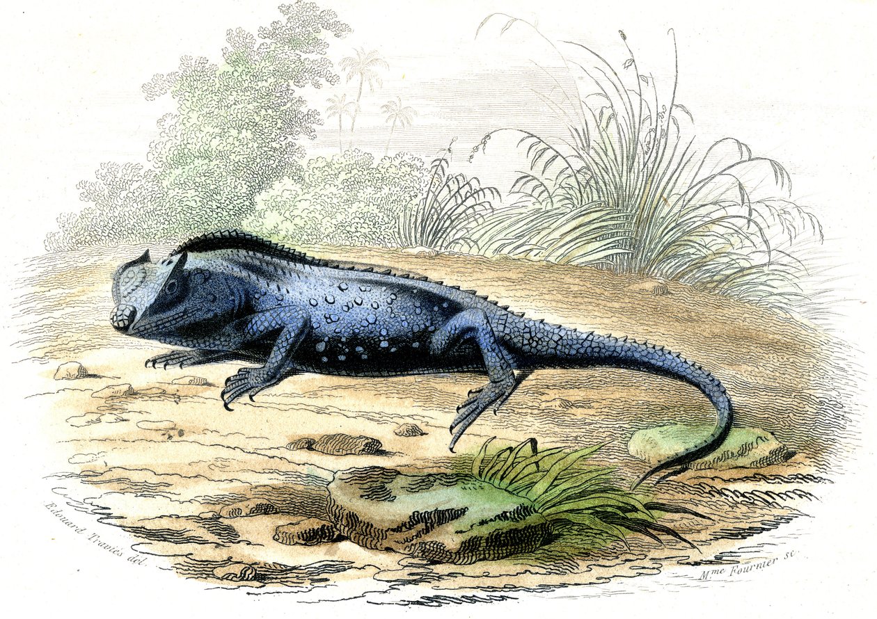 De gevorkte kop (Lyriocephalus margaritaceus) - Plaat uit Histoire Naturelle door Bernard Germain de Lacepede (1856-1925), editie P.Furme, Parijs door Raimundo Petraroja