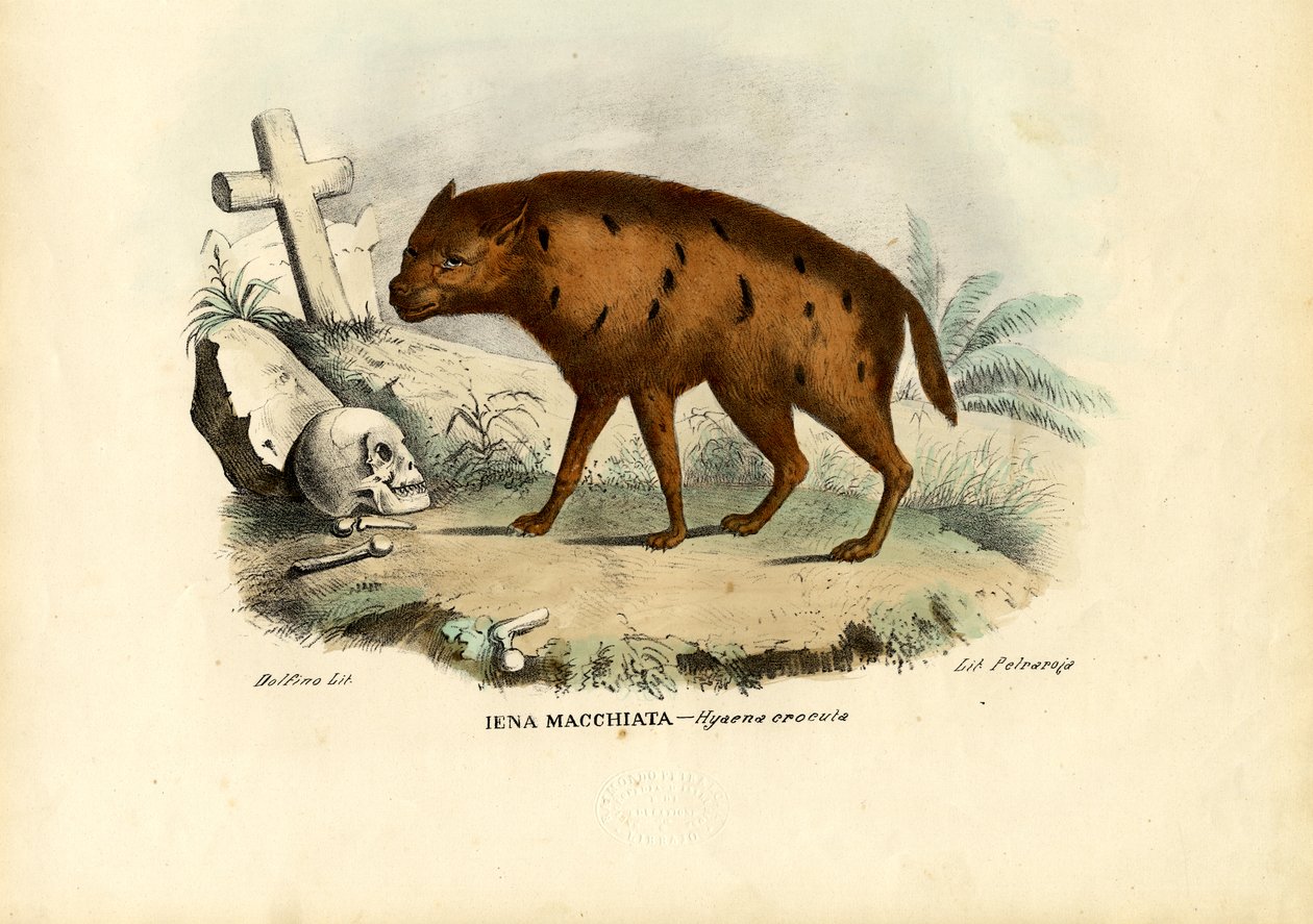Lachende hyena, 1863-79 door Raimundo Petraroja