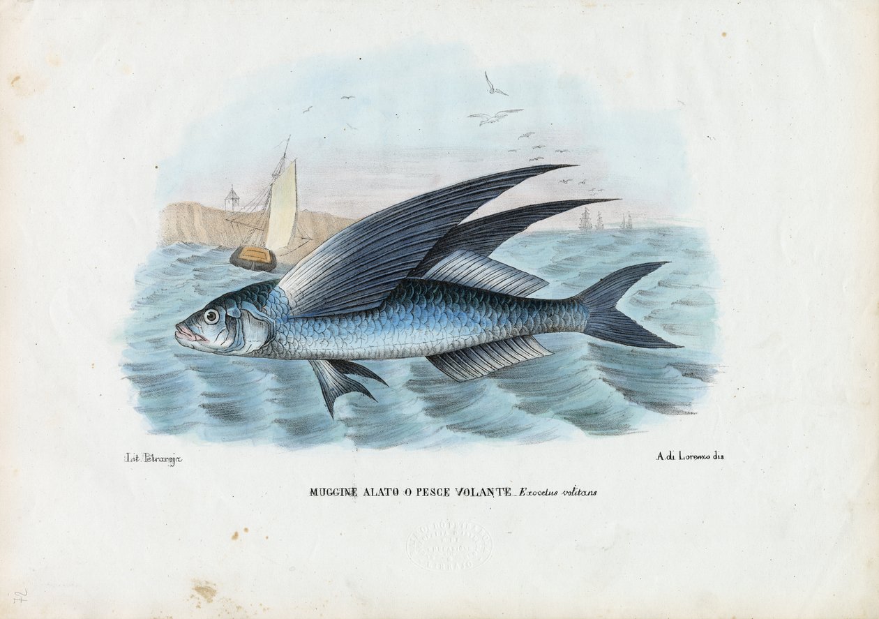 Tropische tweevleugelige vliegende vis, 1863-79 door Raimundo Petraroja