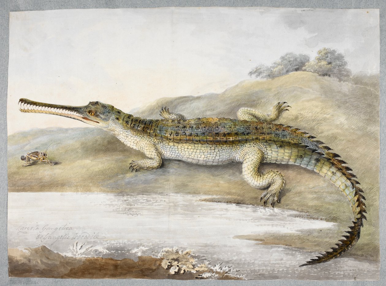 Een gherial of Gangeskrokodil tegenover een sprinkhaan, ca. 1820 door Ram Sita