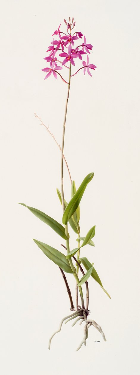 Barkeria skinneri (olieverf op papier) door Raymond Booth