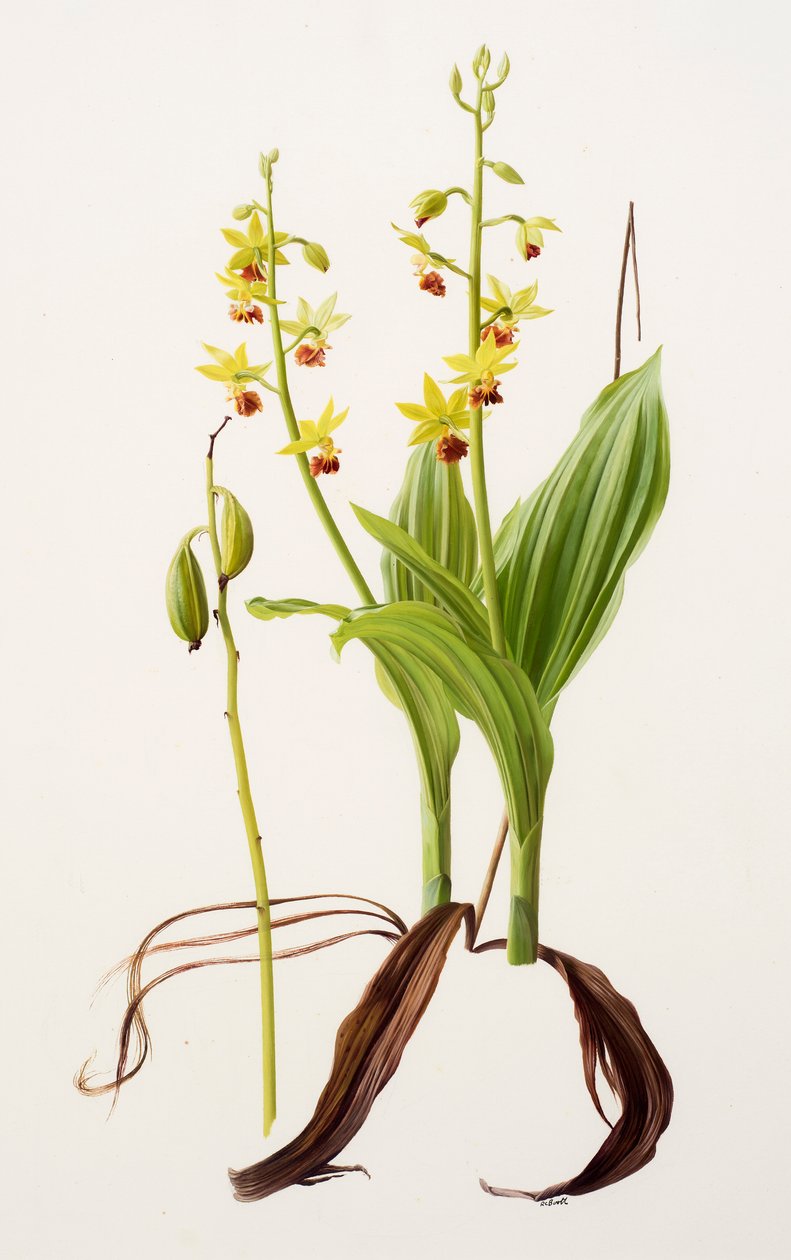 Calanthe tricarinata (olieverf op papier) door Raymond Booth
