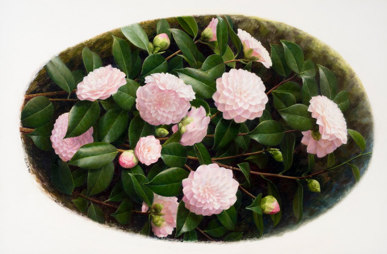 Camellia 
