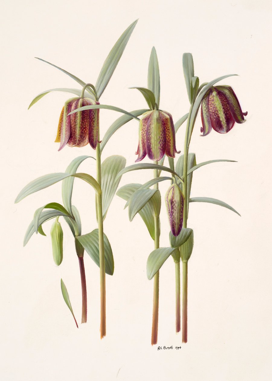 Fritillaria kotschyana door Raymond Booth
