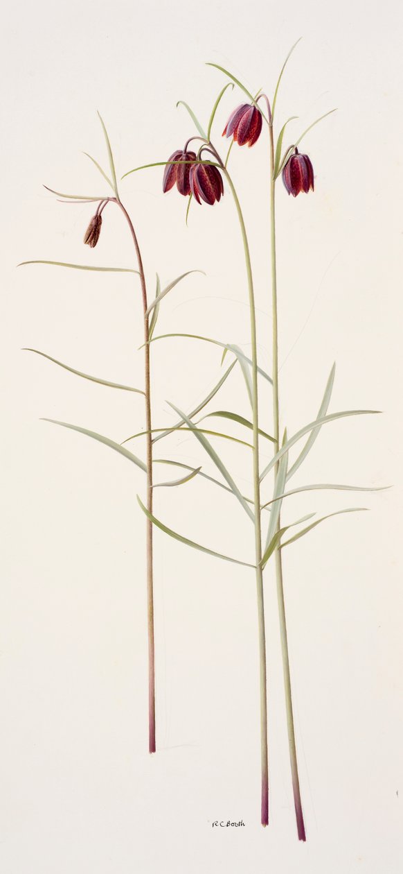 Fritillaria montana (olieverf op papier) door Raymond Booth