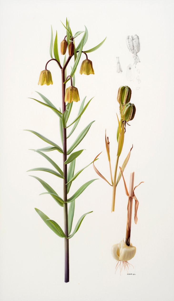 Fritillaria roylei door Raymond Booth