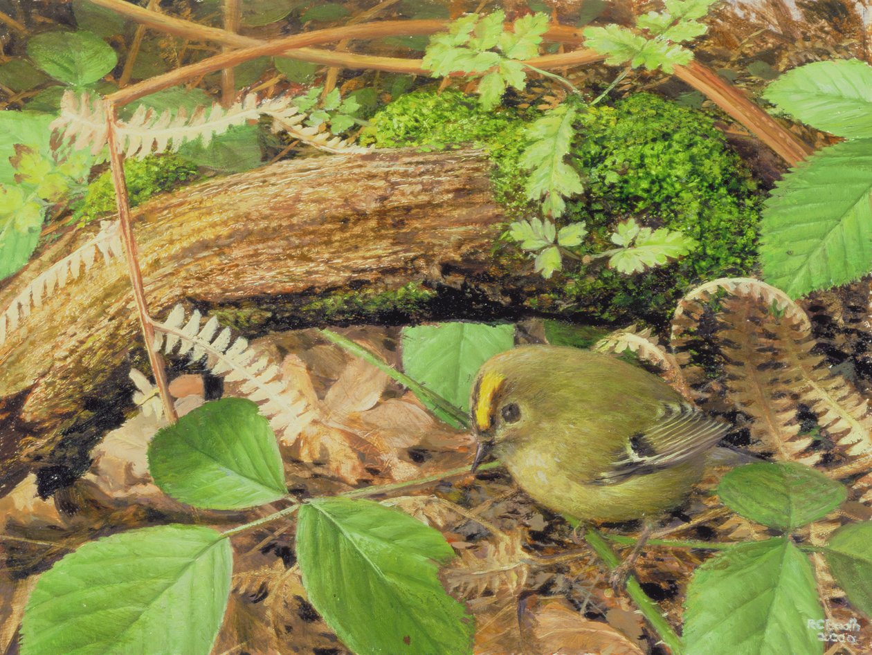 Gold Crest, 2000 (olieverf op board) door Raymond Booth