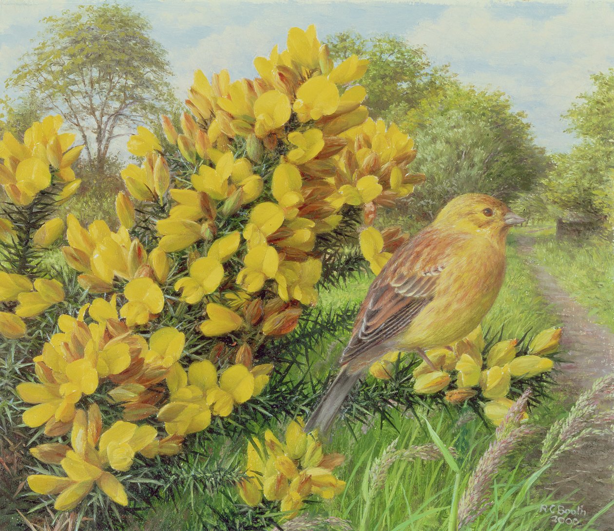Gorse en gele hamer, 2000 (olieverf op board) door Raymond Booth