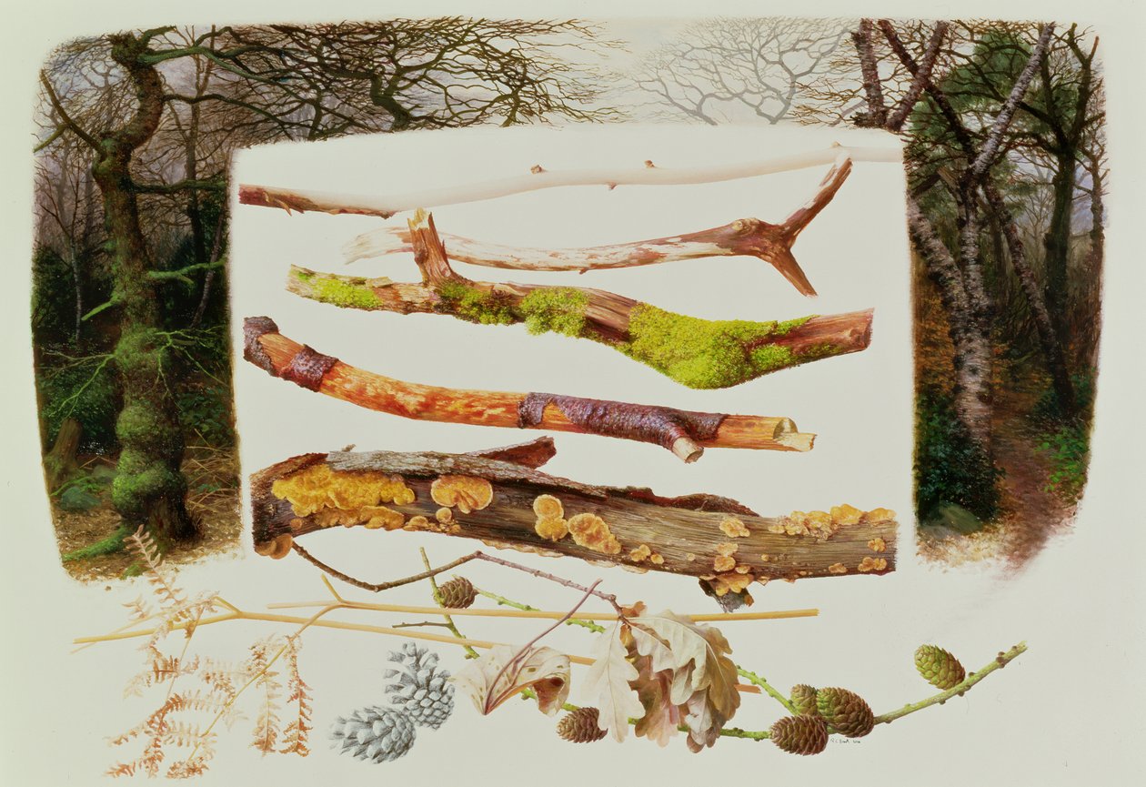 Voorwerpen uit het winterbos, 2000 (olieverf op papier) door Raymond Booth