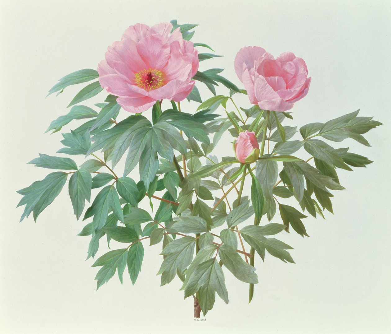 Japanse Paeonieboom door Raymond Booth