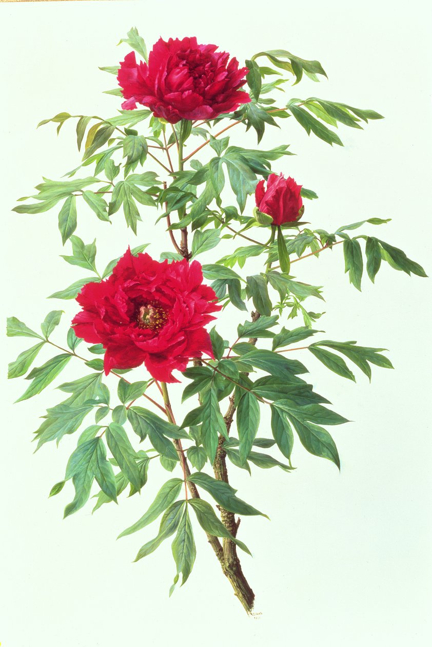 Japanse Paeonieboom door Raymond Booth