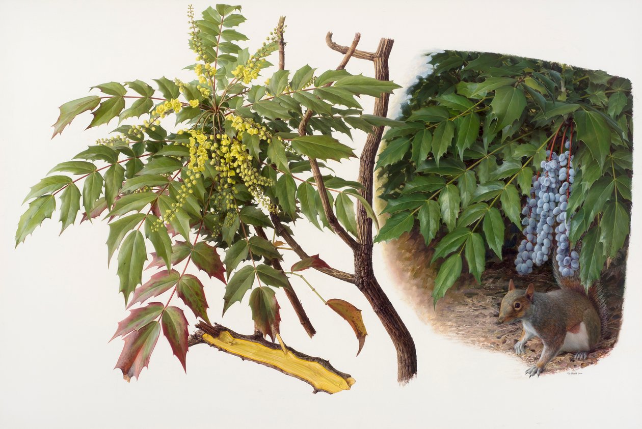 Mahonia japonica, 2008 (olieverf op papier) door Raymond Booth