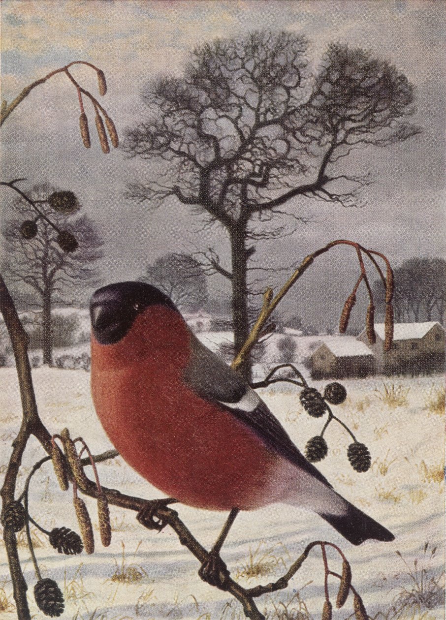 Goudvink door Raymond Booth
