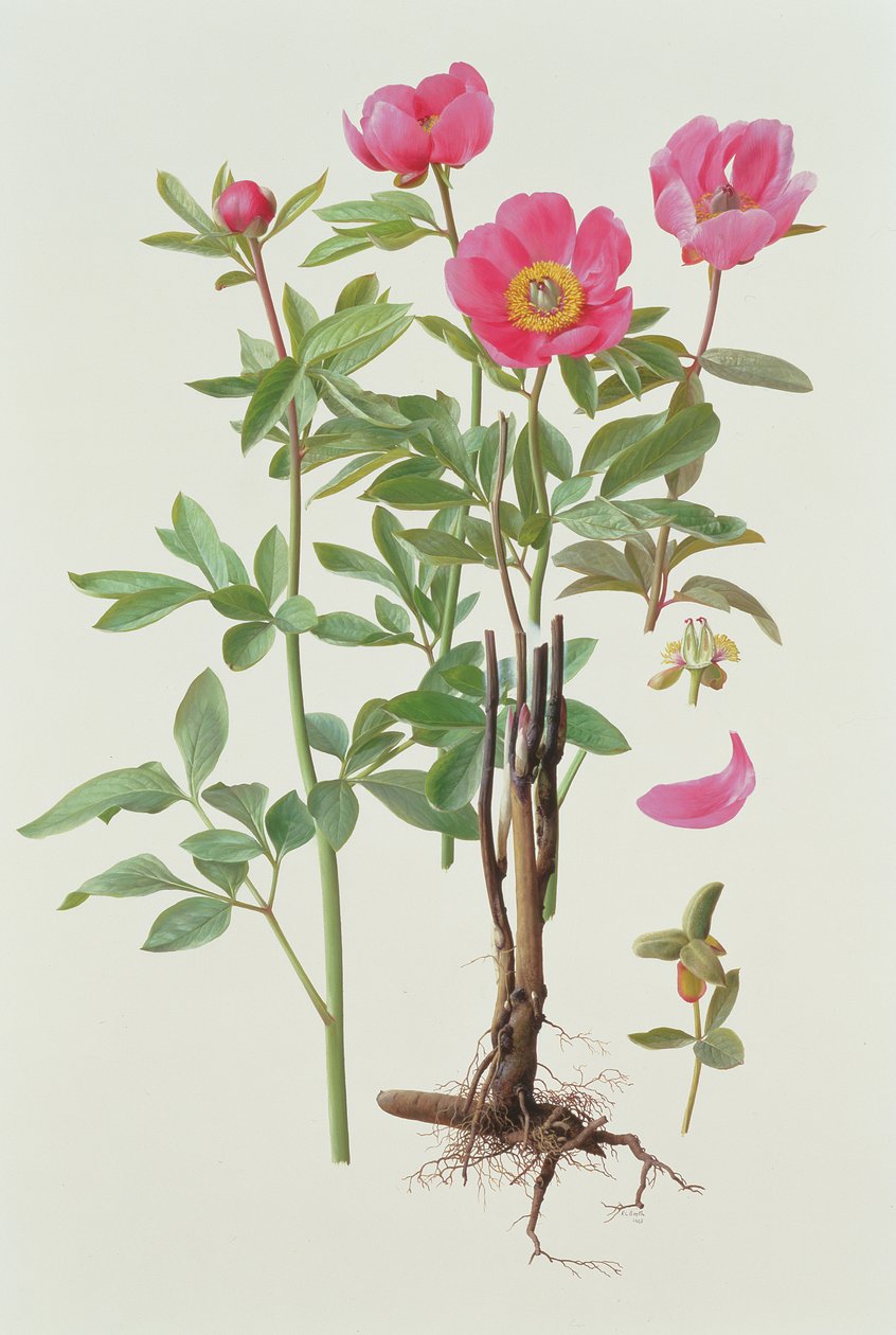 Arietina Paeonie door Raymond Booth