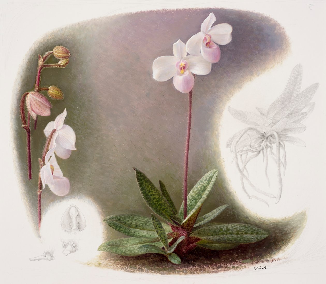 Paphiopedilium delenatii (olieverf op papier) door Raymond Booth