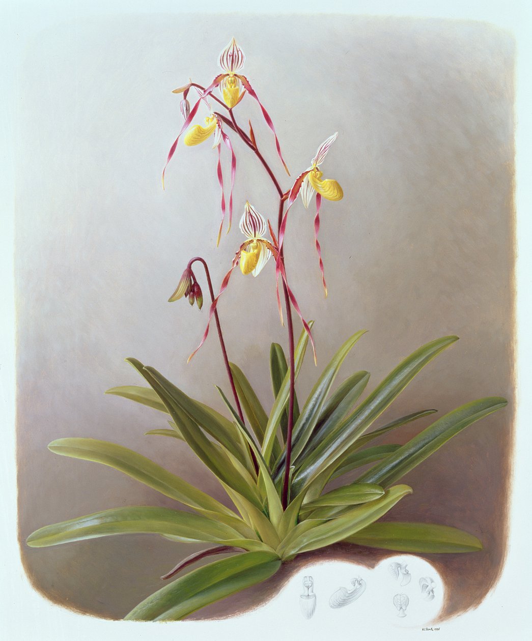 Paphiopedilum Philippinense door Raymond Booth