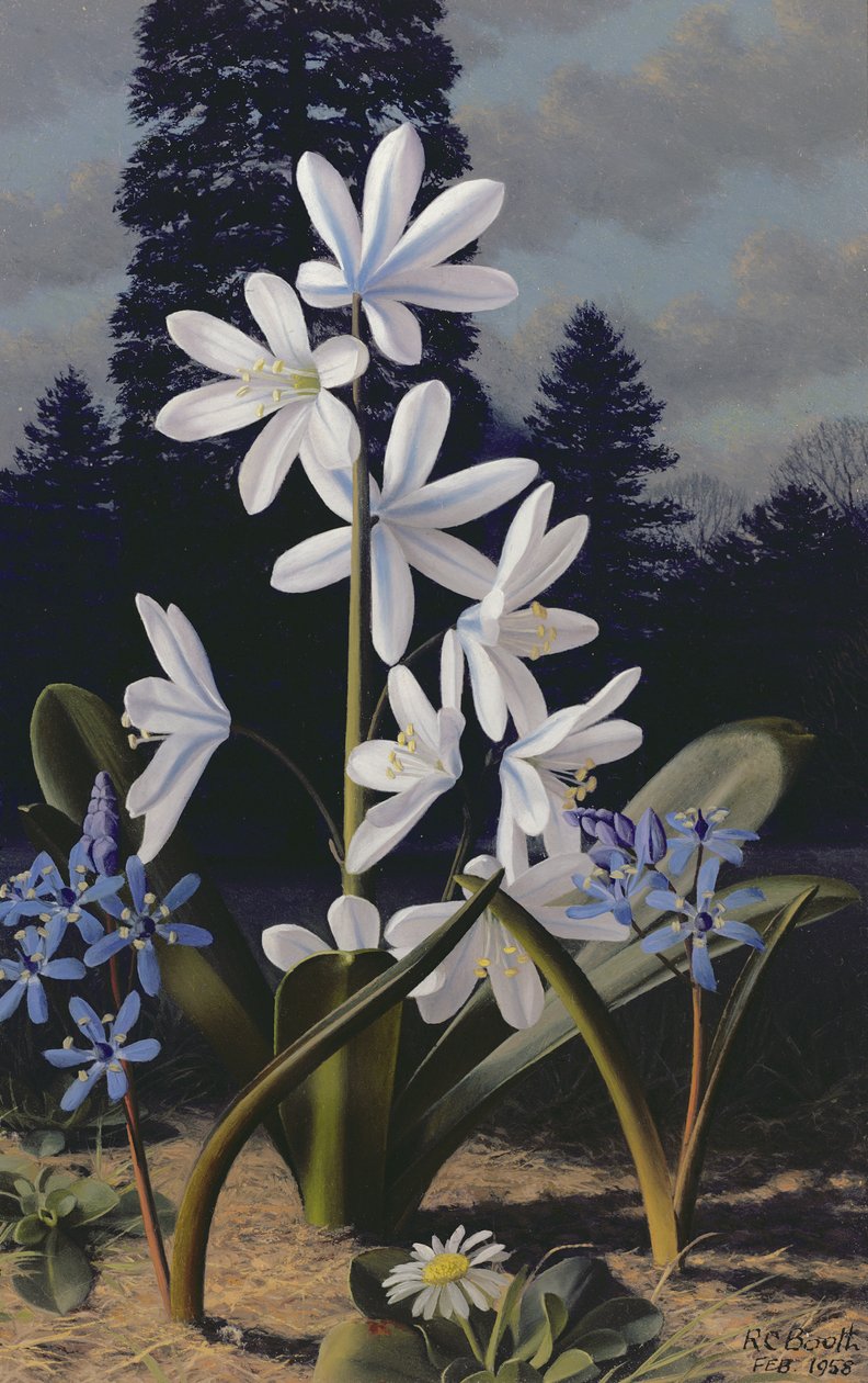 Scillas (olieverf op paneel) door Raymond Booth