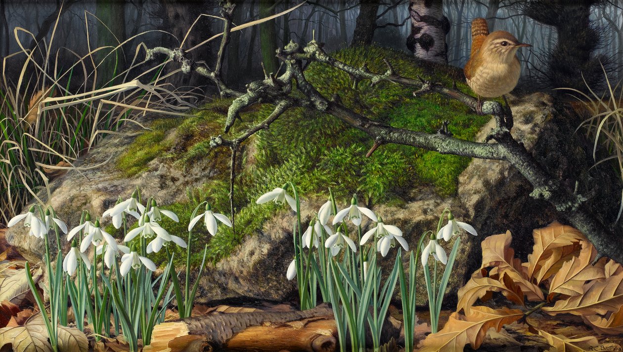 Sneeuwklokjes en winterkoninkje door Raymond Booth