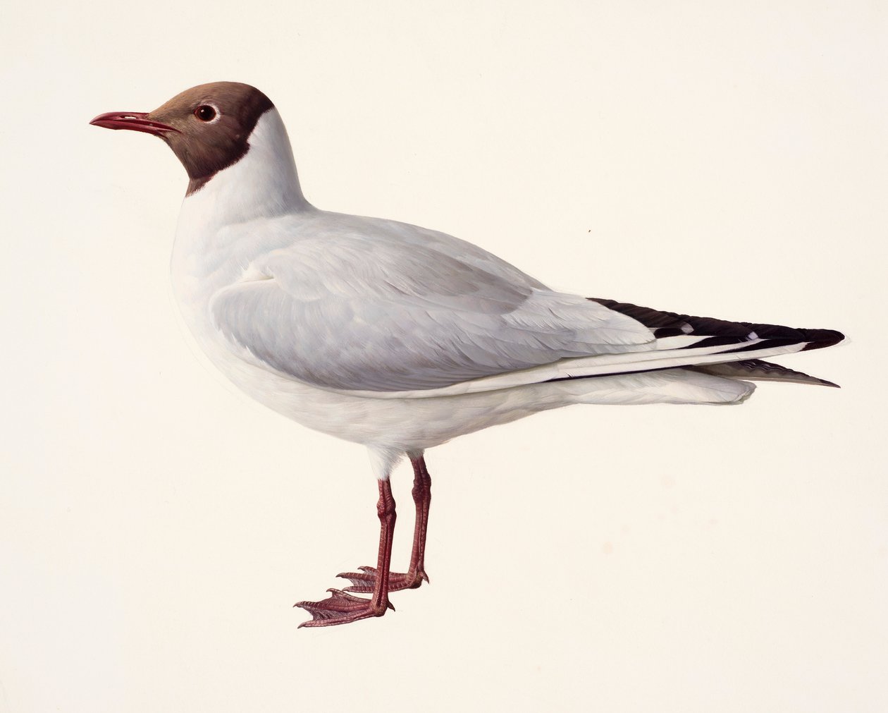 Studie van een kokmeeuw (olieverf op papier) door Raymond Booth