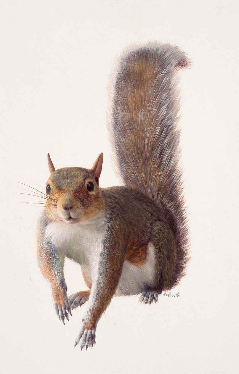 Studie van een grijze eekhoorn (olieverf op papier) door Raymond Booth
