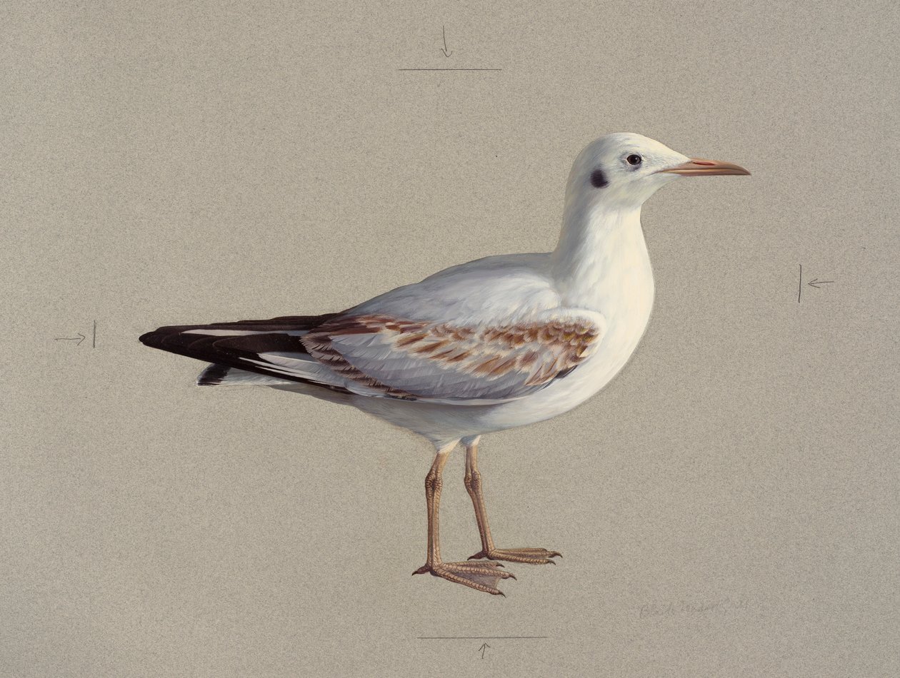 Studie van een juveniele kokmeeuw in winterkleed (olieverf op papier) door Raymond Booth
