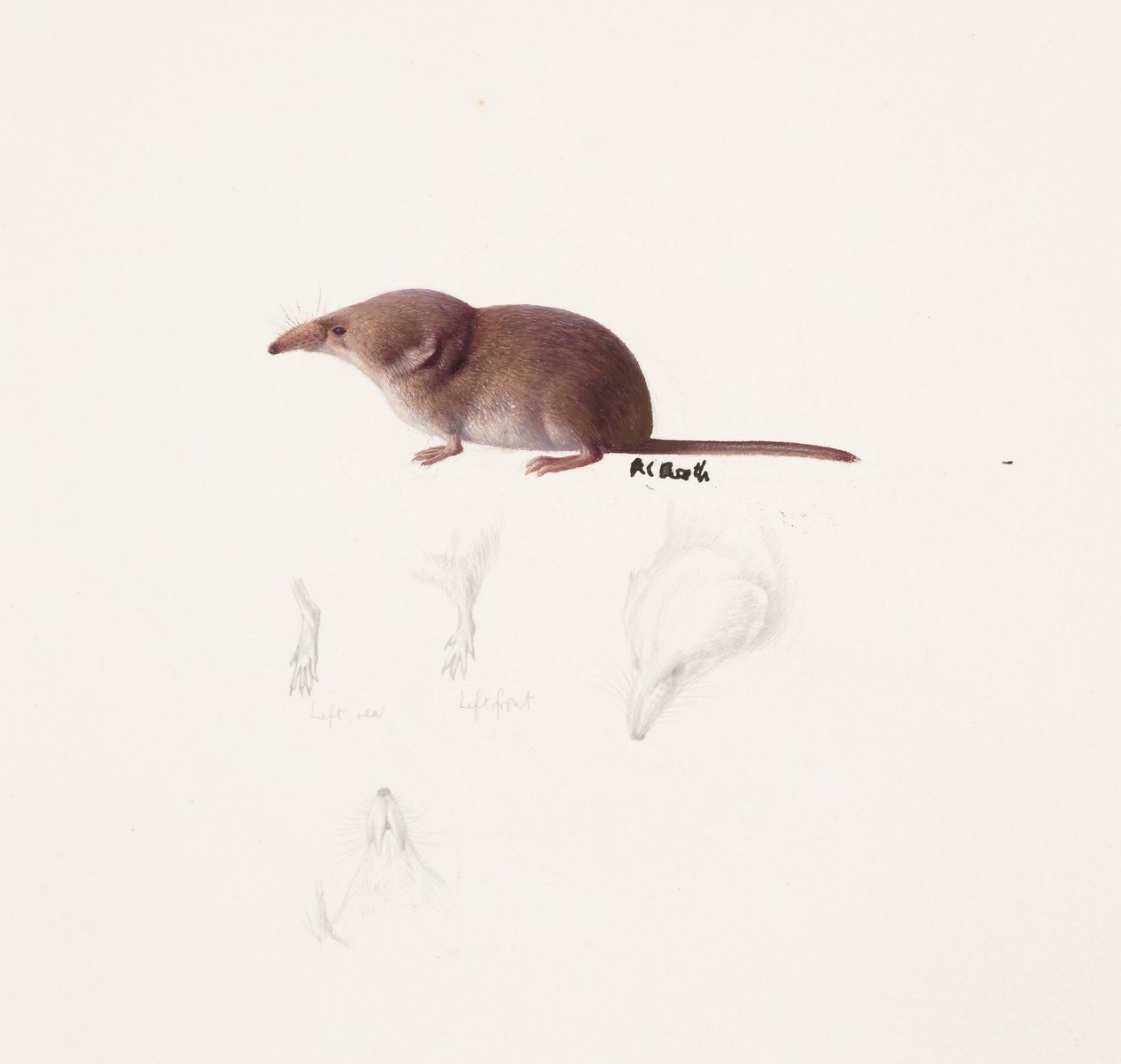 Studie van een spitsmuis (olieverf en potlood op papier) door Raymond Booth