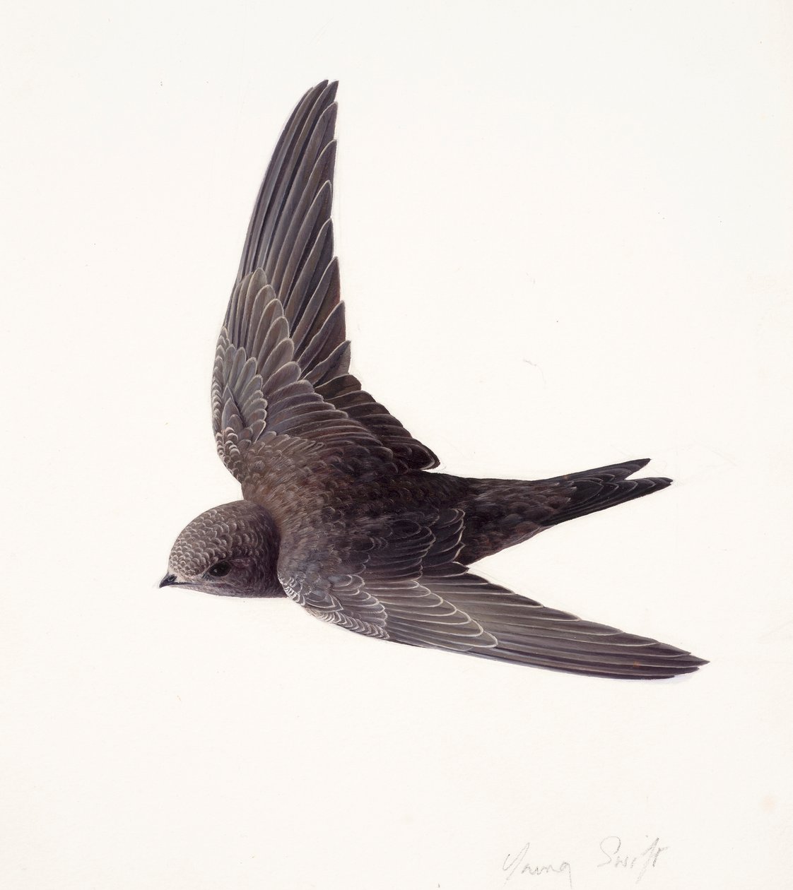 Studie van een jonge gierzwaluw tijdens de vlucht (olieverf op papier) door Raymond Booth